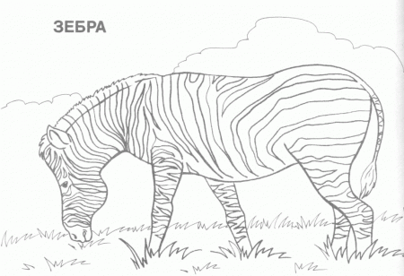Print Wild Animals Coloring Pages Creativity | ViolasGallery.