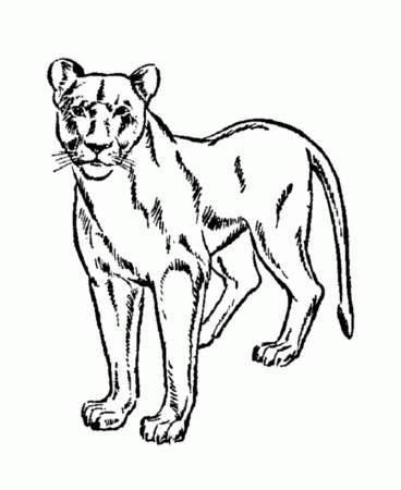 Wild Animal Coloring Pages Lion Coloring Pages For KidsFemale lion 