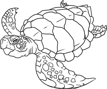 Sea Creatures Coloring Pages - Free Printable Coloring Pages 