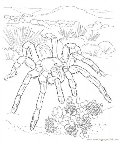 Coloring Pages Spider new 35 (Animals > Spider) - free printable 