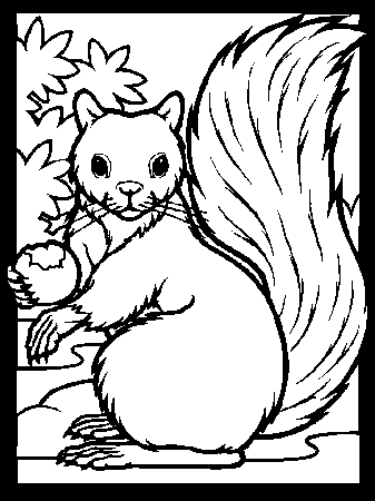 Color Squirrel Animals Coloring Pages & Coloring Book