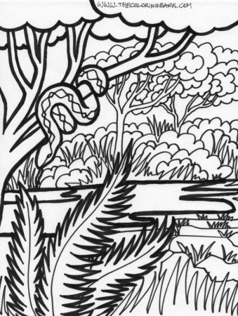 African Rainforest Coloring Page Exploring Nature Educationa 42365 