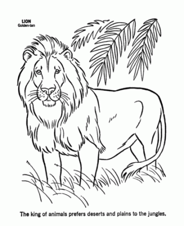 35 Free Lion Coloring Pages Printable