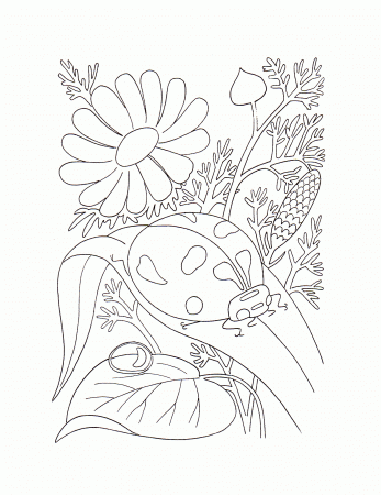 Butterflies and insects coloring pages 29 / Butterflies and ...