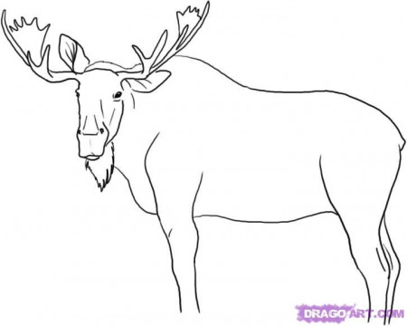 How to Draw a Moose, Step by Step, forest animals, Animals, FREE ...