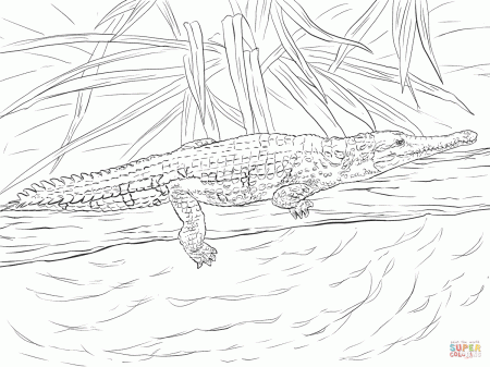 Freshwater Crocodile coloring page | Free Printable Coloring Pages