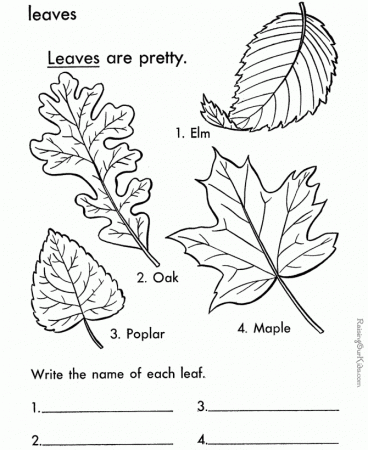 Essay Leaf Coloring Page For Kids Free Printable Picture ...