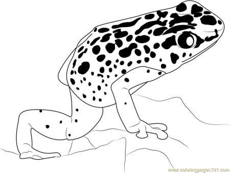 Poison Dart Frog Coloring Page - HiColoringPages