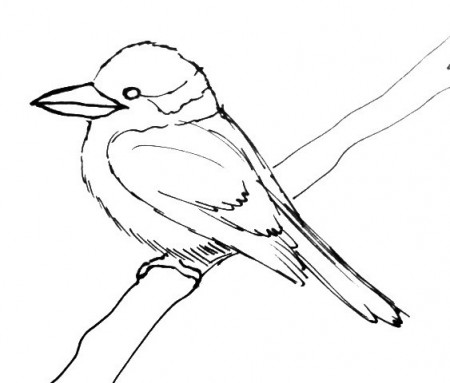 Kingfisher- Kookaburra- 079
