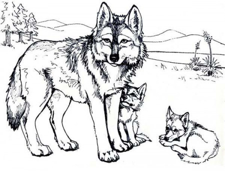 Printable Wolf Pictures | Free Coloring Pages on Masivy World
