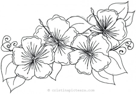Flower Coloring Pages – Coloring sheets with flowers
