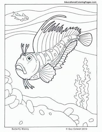 print out coloring pages | Animal Coloring Pages for Kids