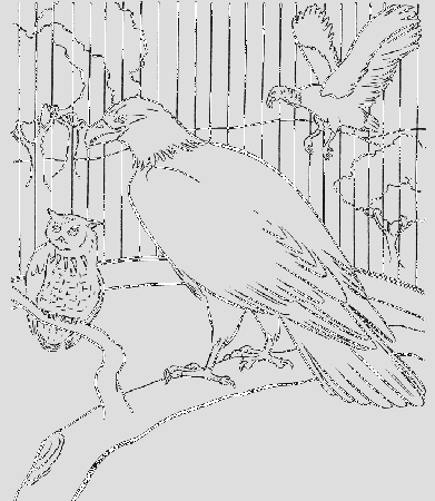 A Big Bird Cage Coloring Pages - Birds Coloring Pages : iKids 