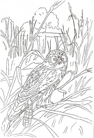 great gray owls Colouring Pages (page 3)