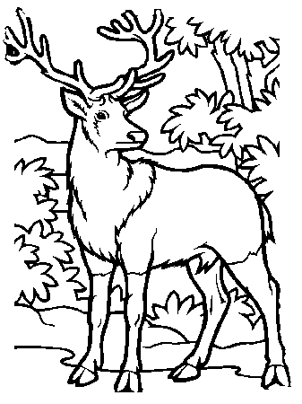 Deer Coloring Pages | Deer Coloring