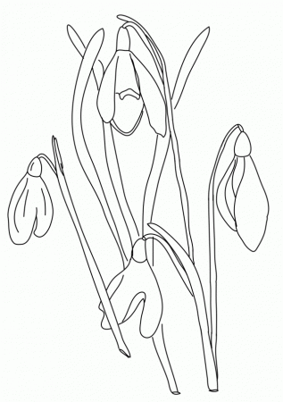Snowdrop Flowers To Color Snowdrop Pictures From Our Flower 188496 