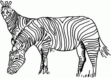 Zebra Coloring Pages Printable - Printable Zebra Coloring Pages 