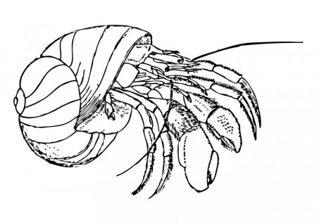 Coloring page hermit crab - img 28395.