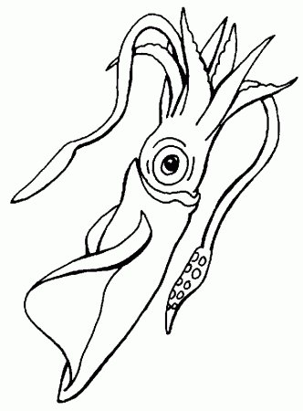 Squid coloring page - Animals Town - Free Squid color sheet