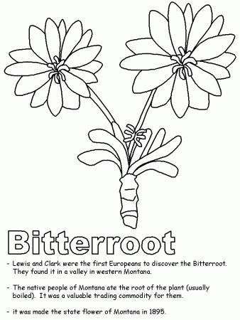 Bitterroot coloring page