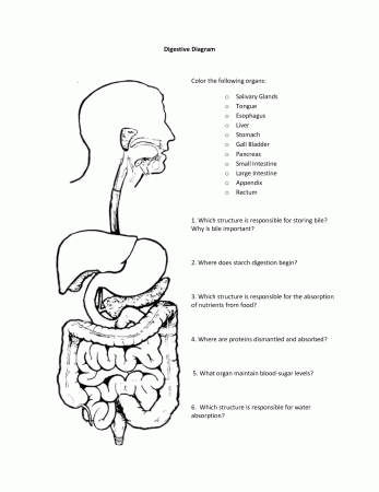 Digestive System Coloring Sheet - Coloring Pages for Kids and for ...