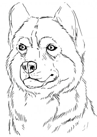 Husky Coloring Pages. Print for Free | WONDER DAY — Coloring pages for  children and adults