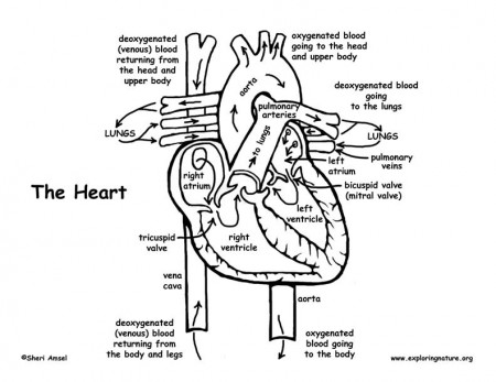 Cardiovascular System Chambers Of The Heart Coloring Page | Coloring Data  Texture