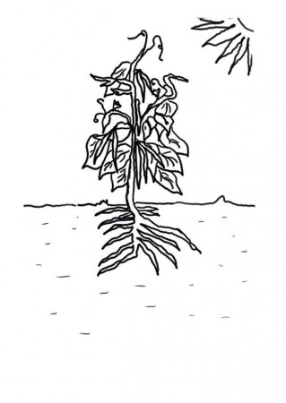 Growing Plants Green Bean Coloring Page: Growing Plants Green Bean ...