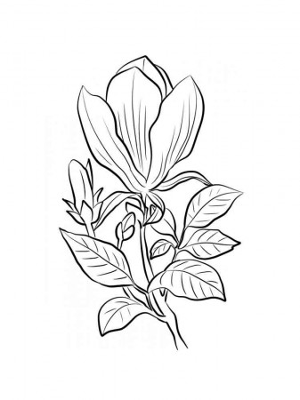 Magnolia coloring pages. Download and print Magnolia coloring pages