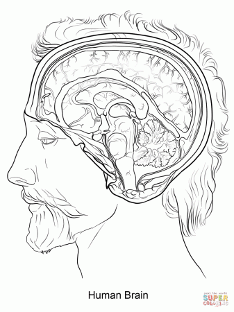 Human Brain coloring page