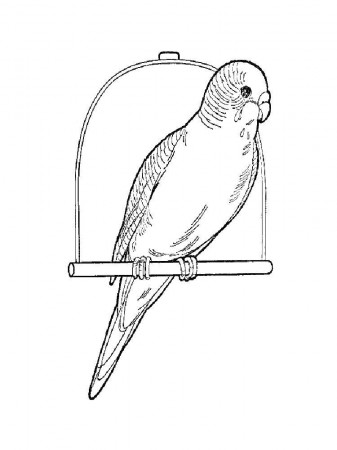 Online coloring pages Coloring page Budgie parakeet, Coloring Books for  children.
