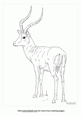 Impala Coloring Pages | Free Animals Coloring Pages | Kidadl