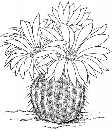 Coloring pages: Cactus, printable for kids & adults, free to download