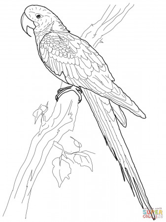 Hyacinth Macaw coloring page | Free Printable Coloring Pages