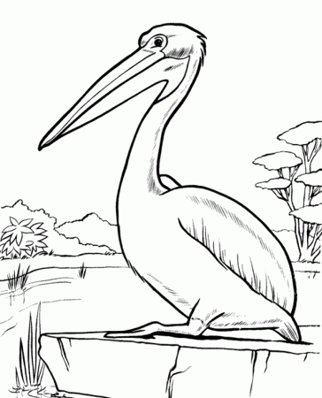 Printable pelican coloring page for kids