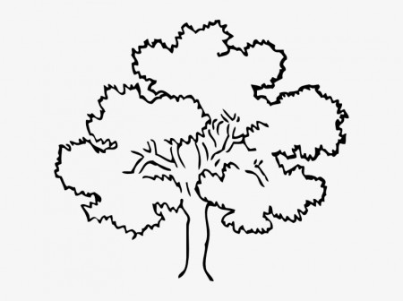 Oak Tree Clip Art At Clker Com Vector Clip Art Online - Rainforest Tree  Coloring Pages - Free Transparent PNG Download - PNGkey