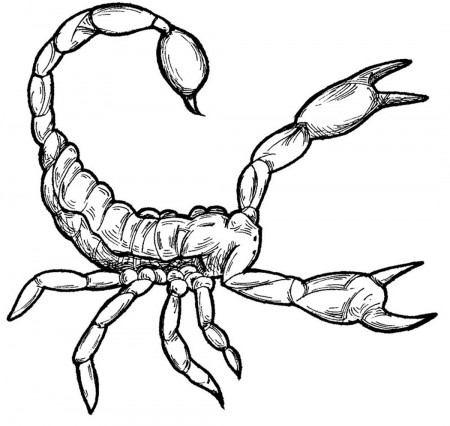 Free Printable Scorpion Coloring Pages For Kids | Unicorn coloring pages, Coloring  pages, Coloring pages for kids