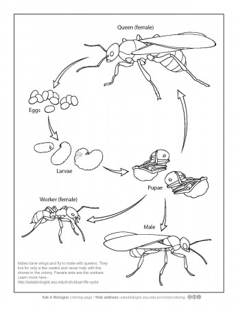 Plant Life Cycle Coloring Page - Auromas.com