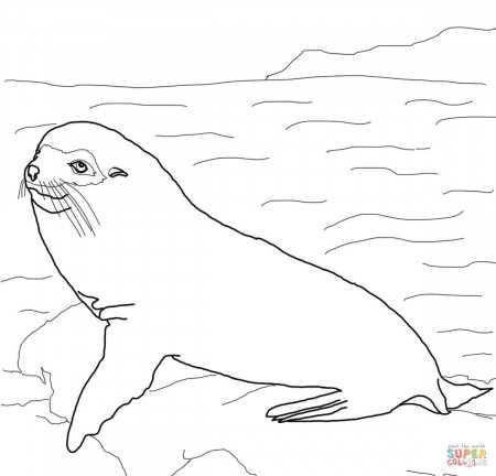 Little Fur Seal coloring page | Free Printable Coloring Pages