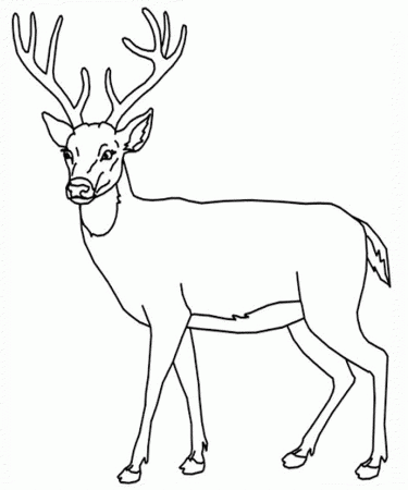 12 Pics of Big Whitetail Deer Coloring Pages - Big Deer Coloring ...