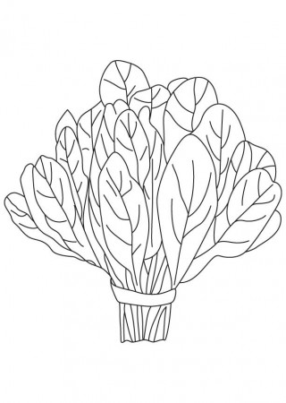 Spinach vegetable coloring page | Download Free Spinach vegetable ...