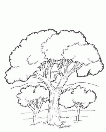 Kids-n-fun.com | 19 coloring pages of Trees and leaves