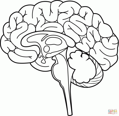 Human Brain coloring page | Free Printable Coloring Pages