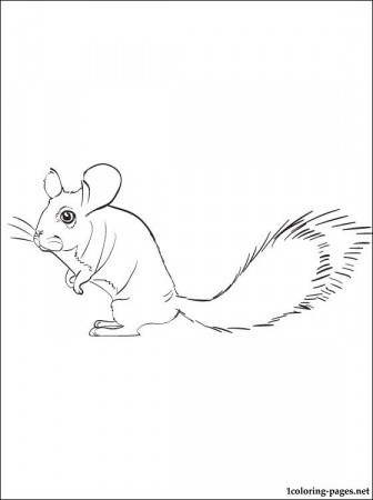Coloring Pages of Little Chinchillas (Page 4) - Line.17QQ.com