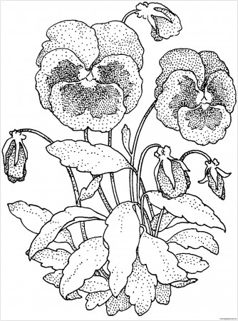 The Garden Pansy Coloring Pages - Flower Coloring Pages - Coloring Pages  For Kids And Adults