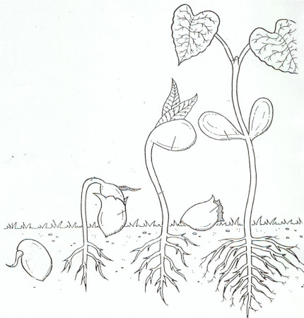 Life Cycle Coloring Page of a Seed to Plant A | Life cycles, Flower life  cycle, Coloring pages