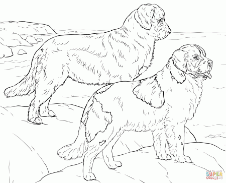 Newfoundland Dogs coloring page | Free Printable Coloring Pages