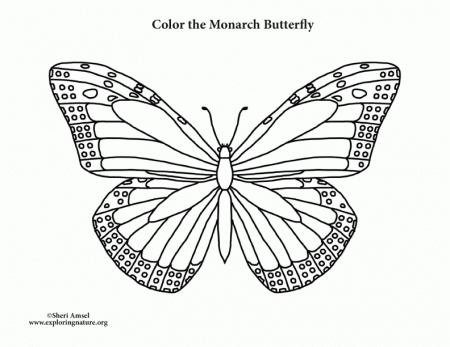 Butterfly (Monarch) Coloring Page