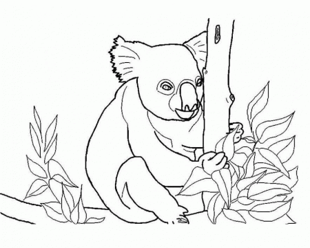 Koala coloring pages to print | Coloring Pages