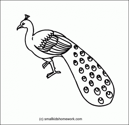 Peacock - Outline and Coloring Picture